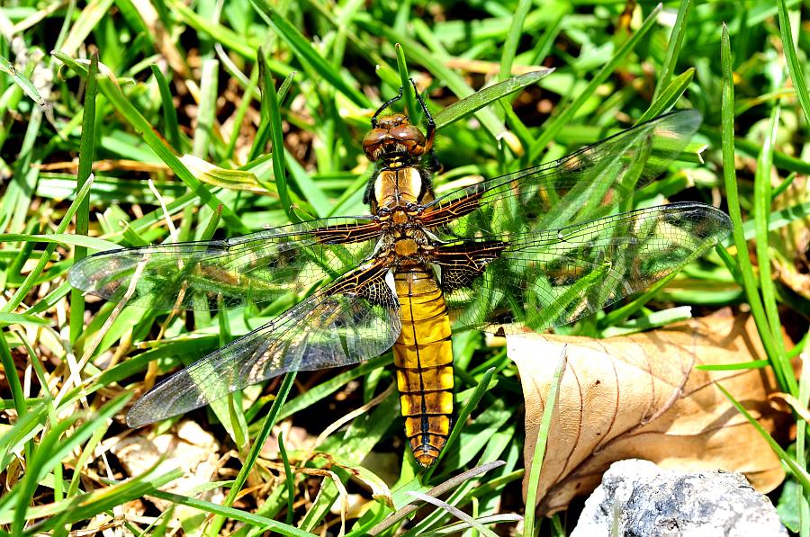 libellula